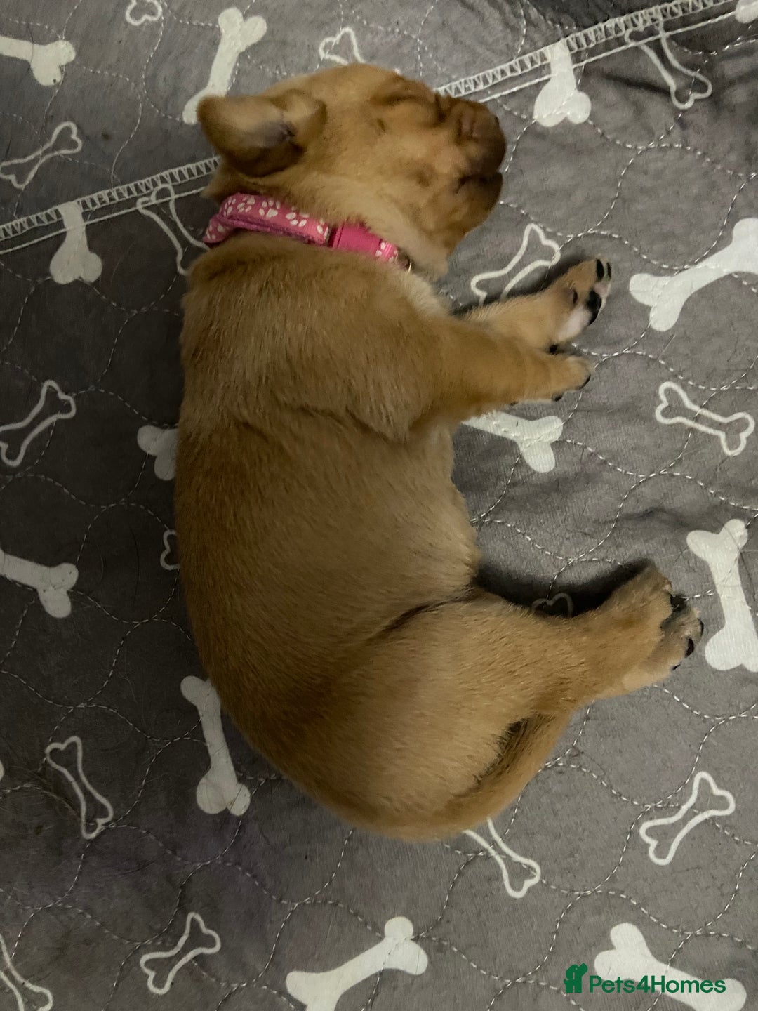 Labrador Retriever dogs for sale: Stunning fox-red labs 4boys left for sale  - Image 5