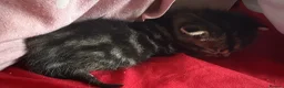 Mixed Breed cats for sale: Two beautiful mixed breed kittens  in Aberdare - Advert 3