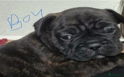 French Bulldog dogs for sale: French Bulldogs  - Image 1
