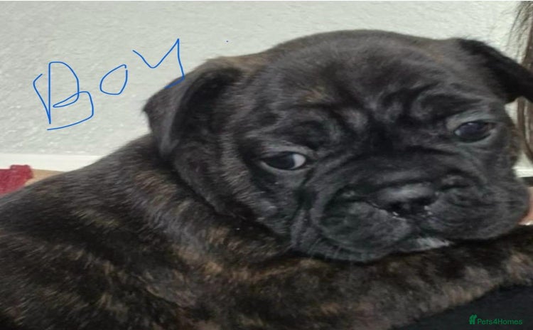 French Bulldog dogs - Advert 2