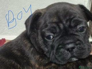 French Bulldog dogs - Advert 24
