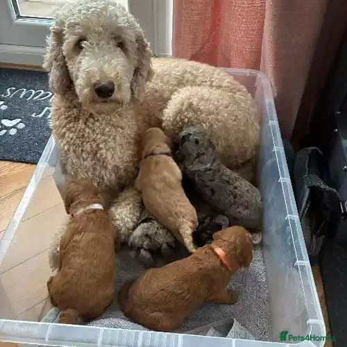 Goldendoodle dogs Little Teddy Bears:Adorable Goldendoodle Puppies - Advert 1