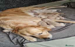 Golden Retriever dogs for sale: Golden retriever puppies - Image 2