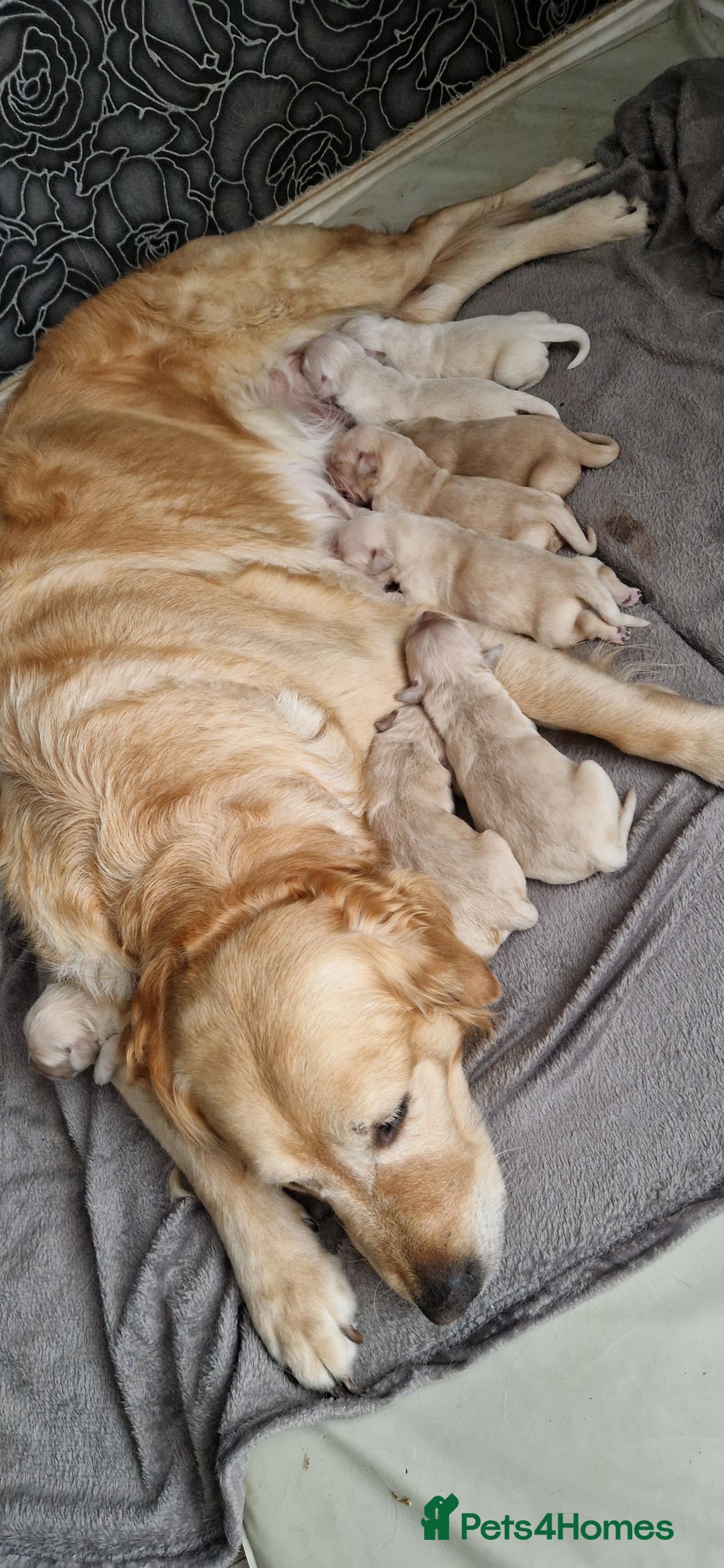 Golden Retriever dogs for sale: Golden retriever puppies - Image 2