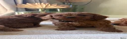 Cavapoo dogs for sale: DNA tested Dark red F1 cavapoo pups  - Advert 34