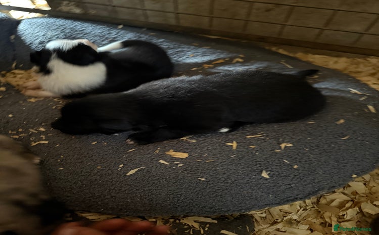 Border Collie dogs - Advert 14