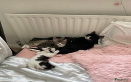 Mixed Breed cats for sale: Cuties looking for loving families - Image 8