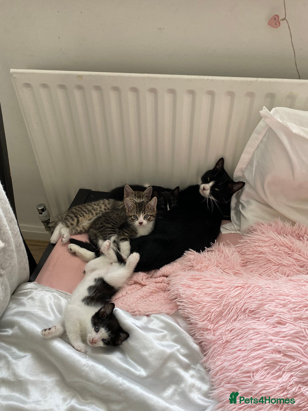 Mixed Breed cats for sale: Cuties looking for loving families - Image 8