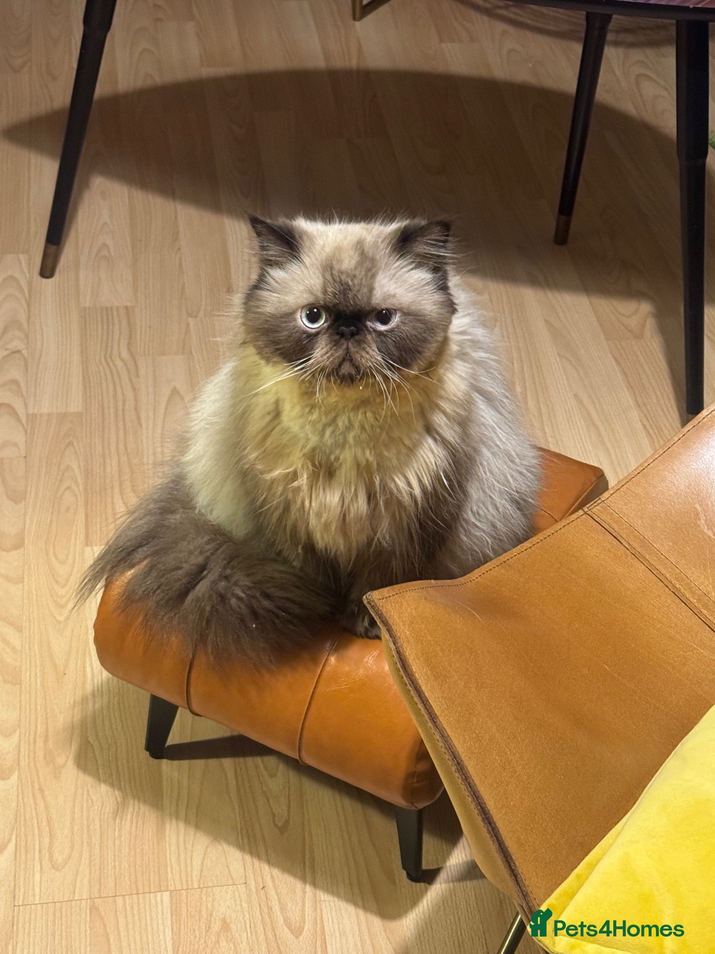 Persian cats Persian boy for adoption - Advert 11