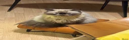 Persian cats for sale: Persian boy for adoption - Advert 1