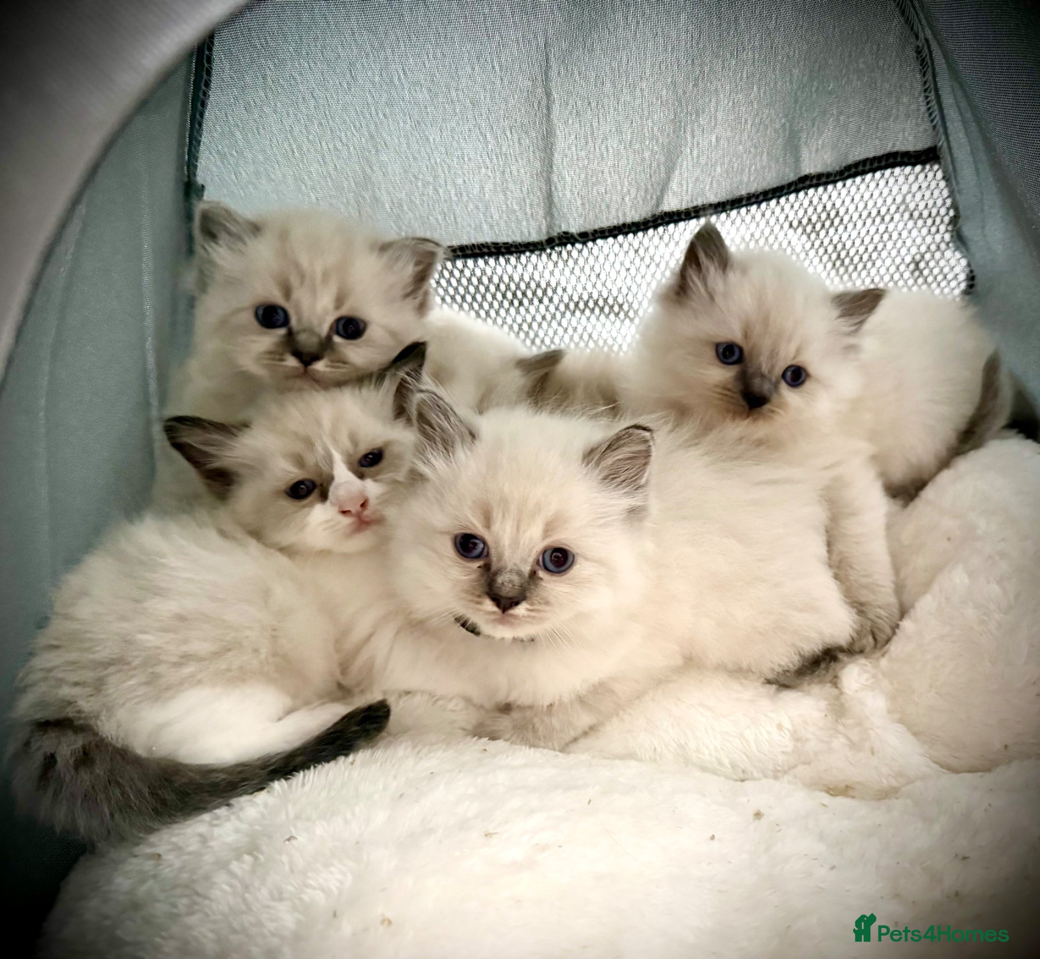 Ragdoll cats LAST 2 REMAINING! Beautiful Litter of Ragdolls - Advert 1