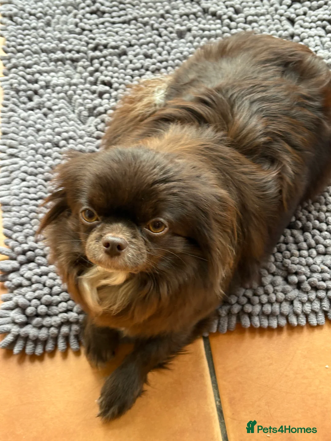 Chihuahua dogs for sale: Russian long hair Chihuahua - Advert 4