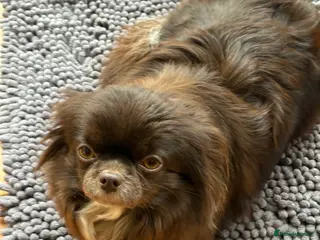 Chihuahua dogs Russian long hair Chihuahua - Advert 7