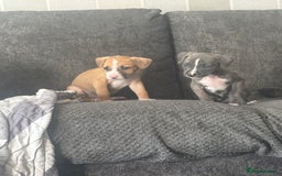 Mixed Breed dogs for sale: Pressa x American bulldog pups  - Image 9