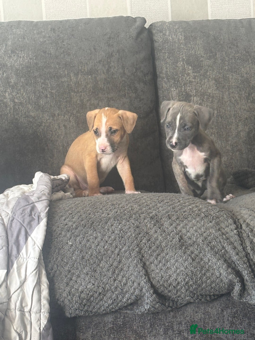 Mixed Breed dogs for sale: Pressa x American bulldog pups  - Image 9