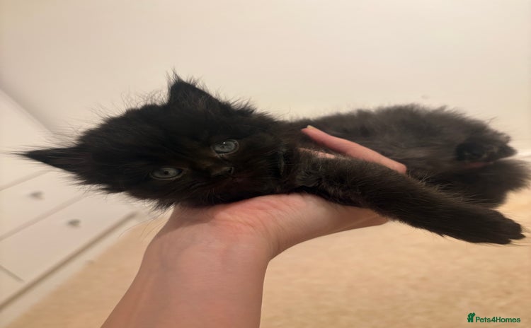 Persian cats - Advert 8