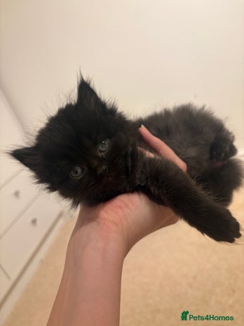 Persian cats - Advert 4