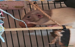 Rat rodents for sale: Rats  - Image 23