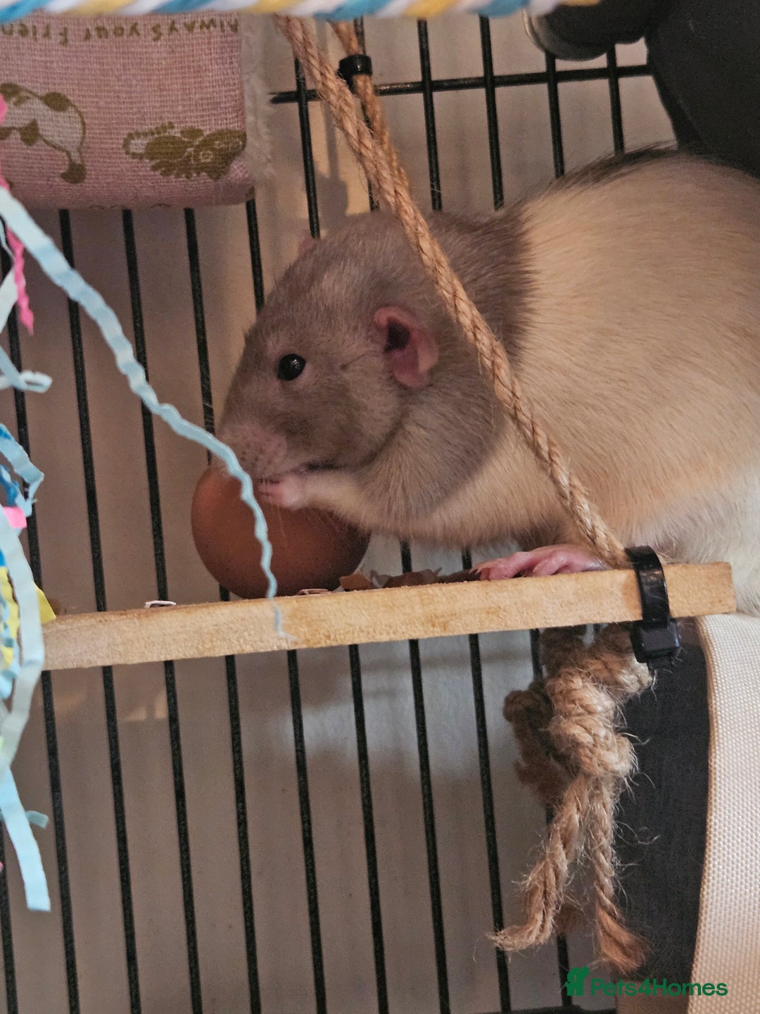 Rat rodents for sale: Rats  - Image 23
