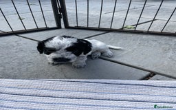 Mixed Breed dogs for sale: Cockapoo x Maltese (Maltipoo) - Image 15