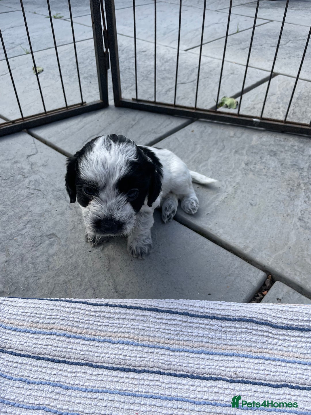 Mixed Breed dogs for sale: Cockapoo x Maltese (Maltipoo) - Image 15