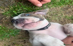 Staffordshire Bull Terrier dogs for sale: Staffordshire  - Image 6