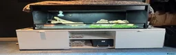 Bearded Dragon reptiles for sale: Ziggy 5yr old male bearded dragon in Baldock - Advert 4