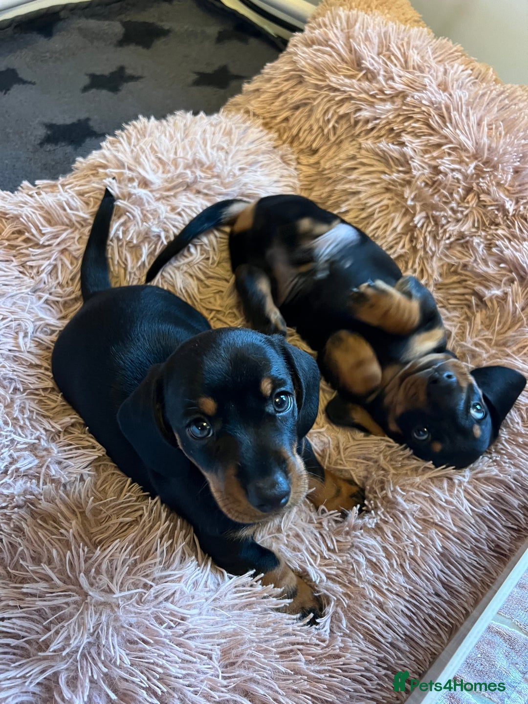 Miniature Dachshund dogs for sale: 🐾 Exceptional KC Miniature Dachshund Puppies ✨ - Advert 7