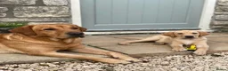 Labrador Retriever dogs for stud: Fully Health Tested Fox Red Labrador in Radstock - Advert 3