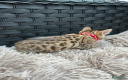 Bengal cats for sale: ❤️ PURE BENGAL KITTENS FOR RESERVATION! ❤️ in Birmingham - Image 10
