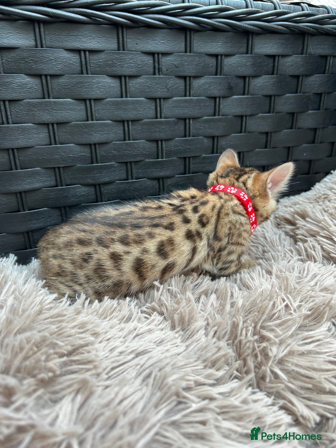 Bengal cats for sale: ❤️ PURE BENGAL KITTENS FOR RESERVATION! ❤️ in Birmingham - Image 10