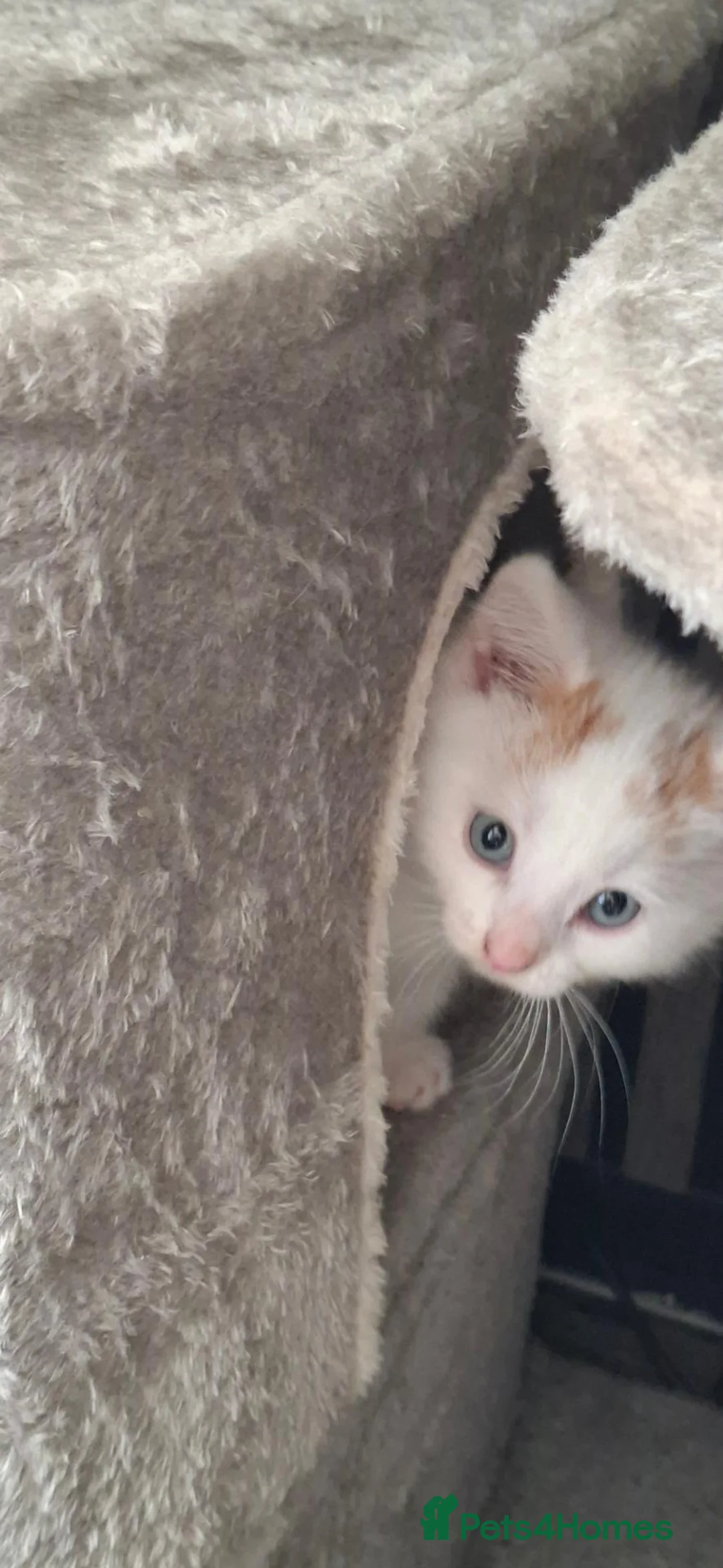 British Shorthair cats for sale: Beautiful kittens for sale! - Advert 20