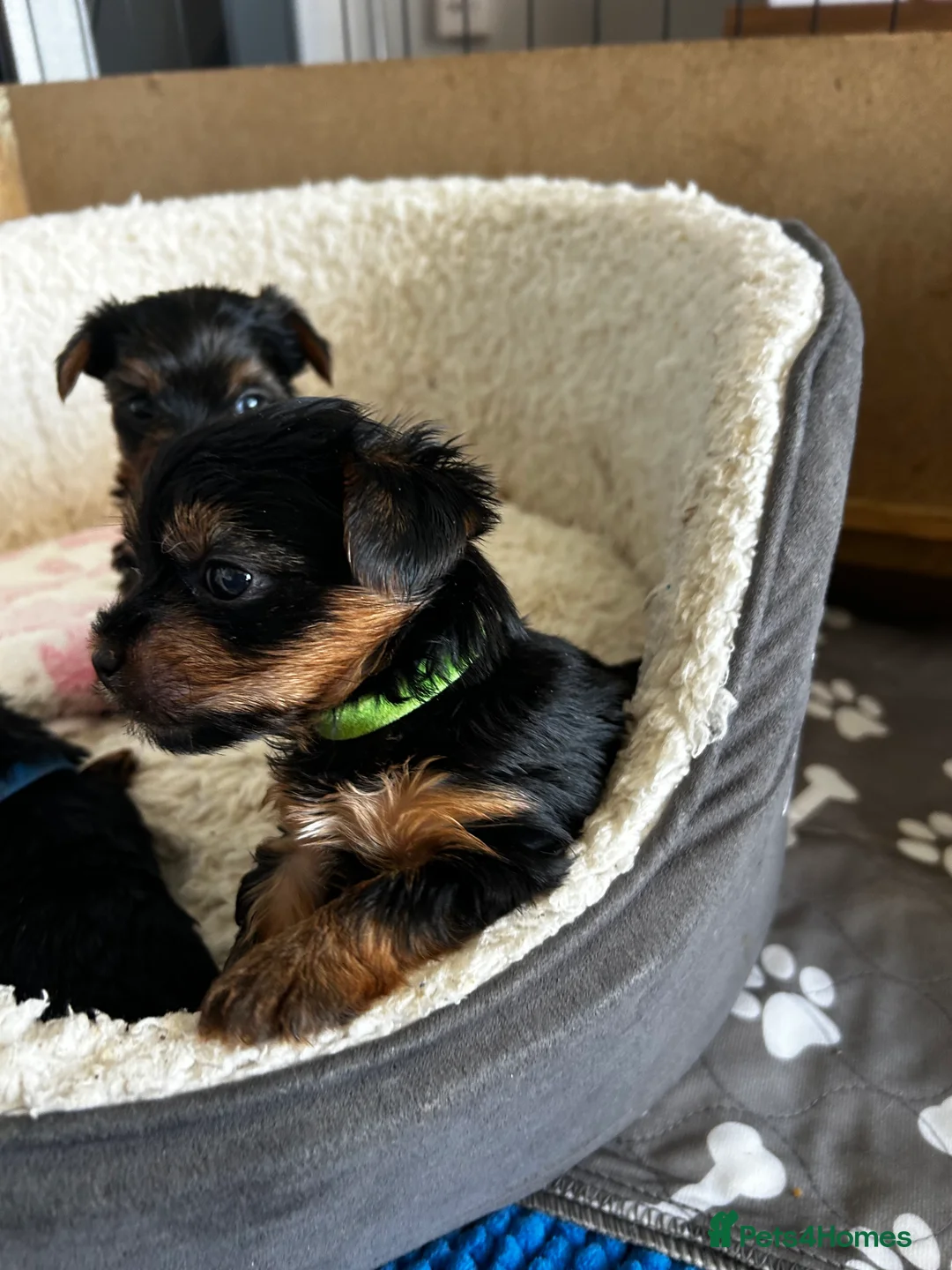 Yorkshire Terrier dogs for sale: Yorkshire terrier puppies  - Advert 4