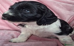 Cockapoo dogs for sale: Gorgeous F1b Cockapoo Puppies  Ready at 8 Weeks 🐾 - Image 7