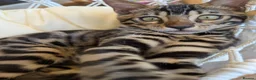 Bengal cats for sale: Male Bengal kitten TICA registered silver  - Advert 9
