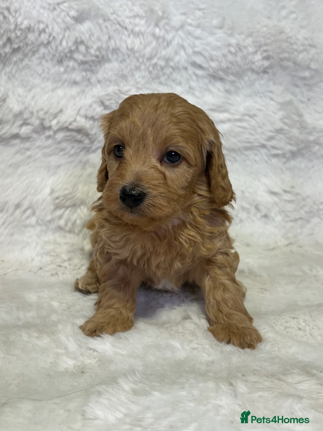 Maltipoo dogs for sale: 🧸Maltipoo F1 baby’s🤎 in Barking - Advert 17