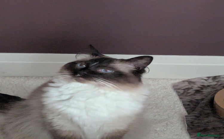 Ragdoll cats - Advert 8