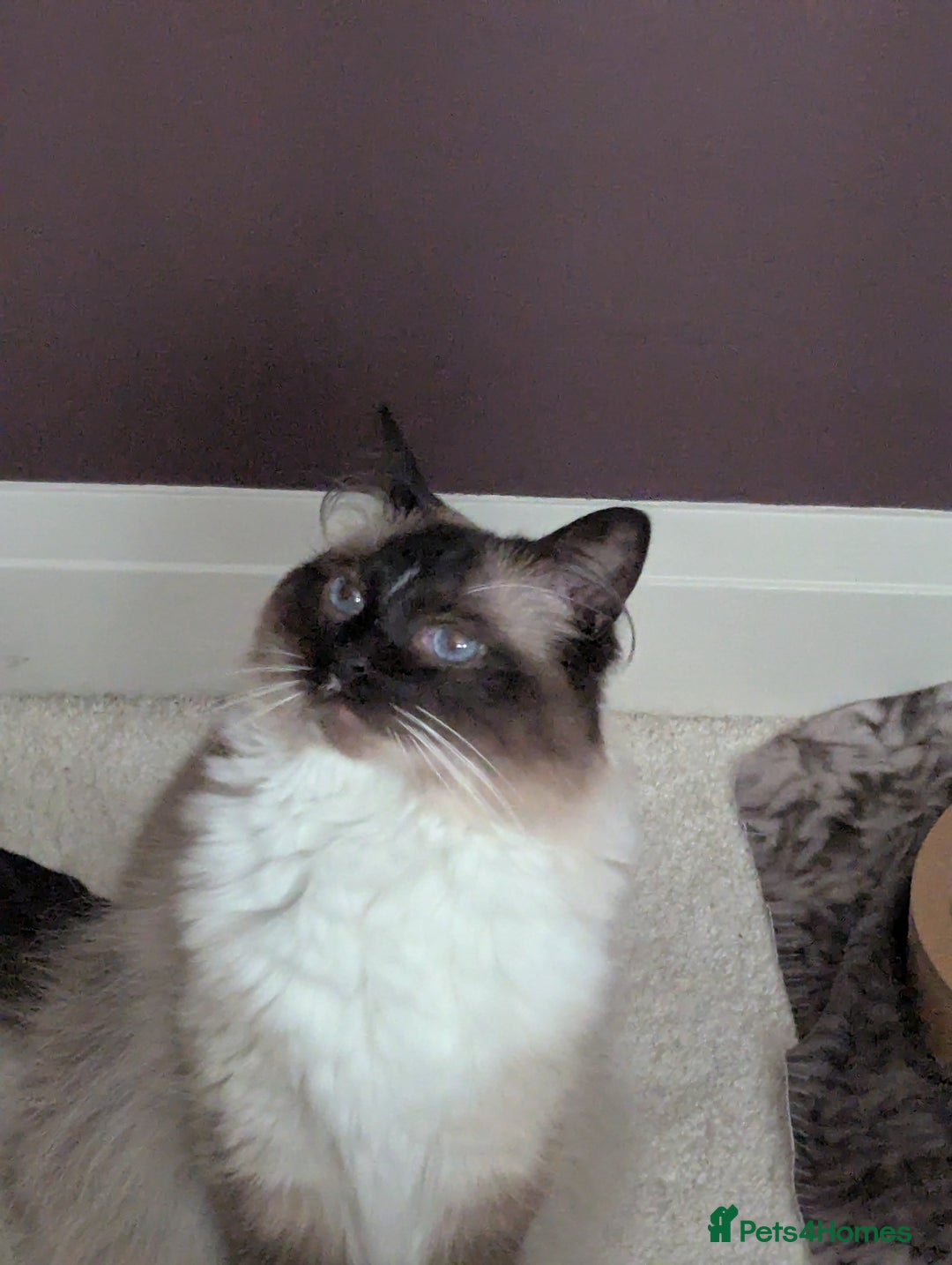 Ragdoll cats for sale: beautiful ragdoll boy for sale - Image 1
