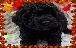 Cockapoo dogs for sale: SMALL COCKAPOO BABYS - Image 2