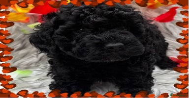 Cockapoo dogs - Advert 14