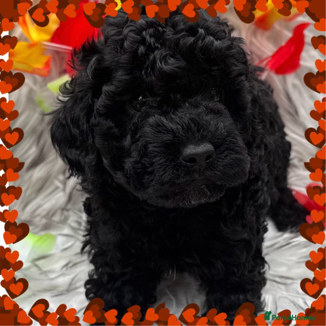 Cockapoo dogs for sale: SMALL COCKAPOO BABYS - Image 2