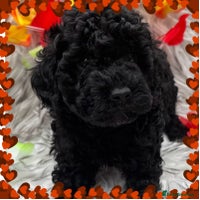 Cockapoo dogs - Advert 2