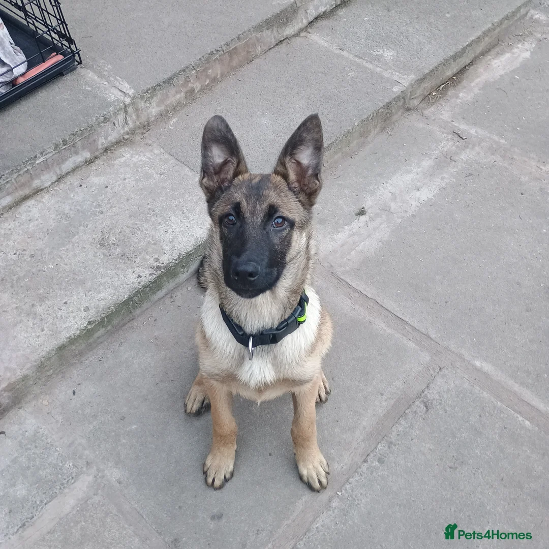 Belgian Shepherd Dog dogs for sale: 7 Month Belgian shepherd - Advert 5