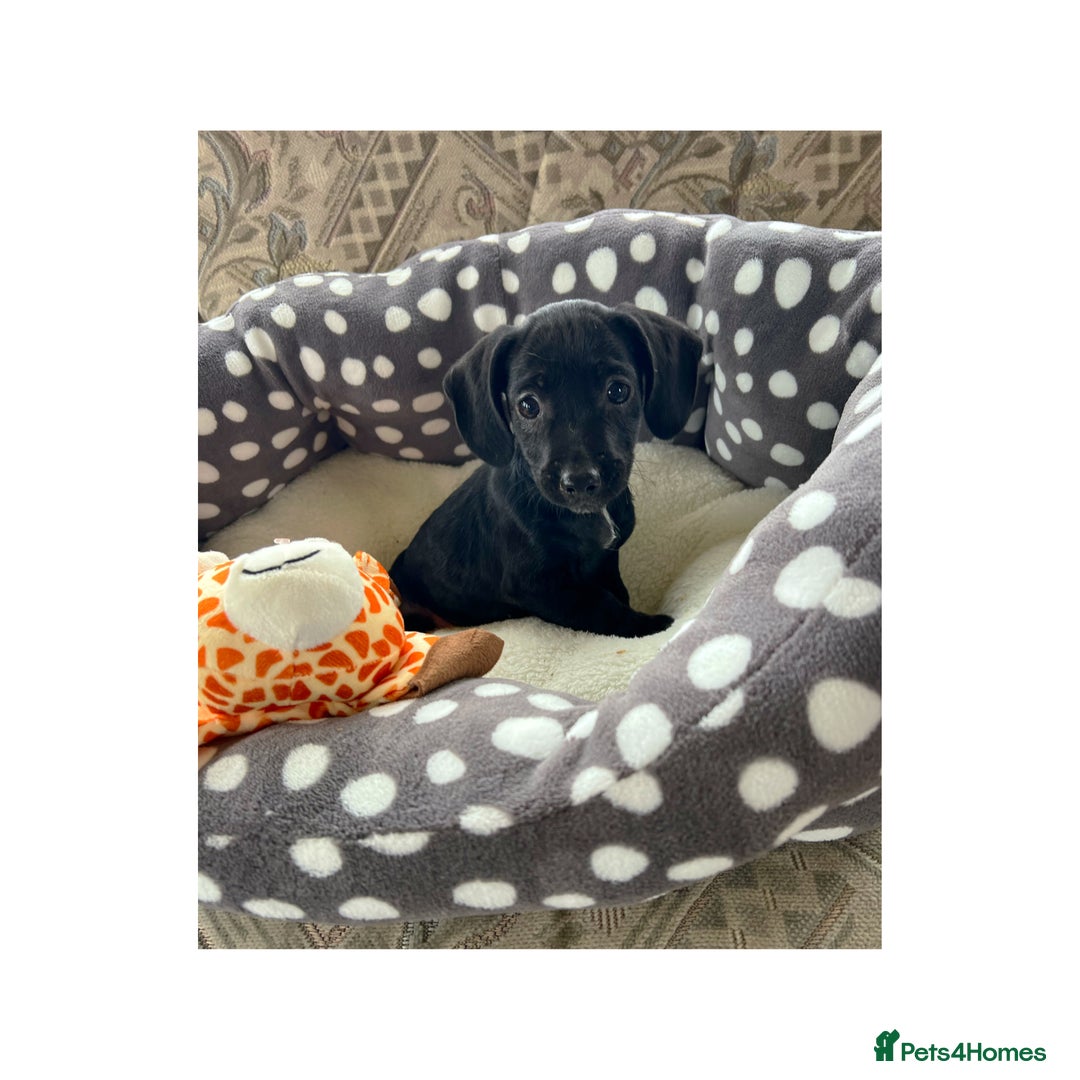 Cocker Spaniel dogs for sale: Beautiful Cocker Spaniel Puppies ❤️ - Image 9
