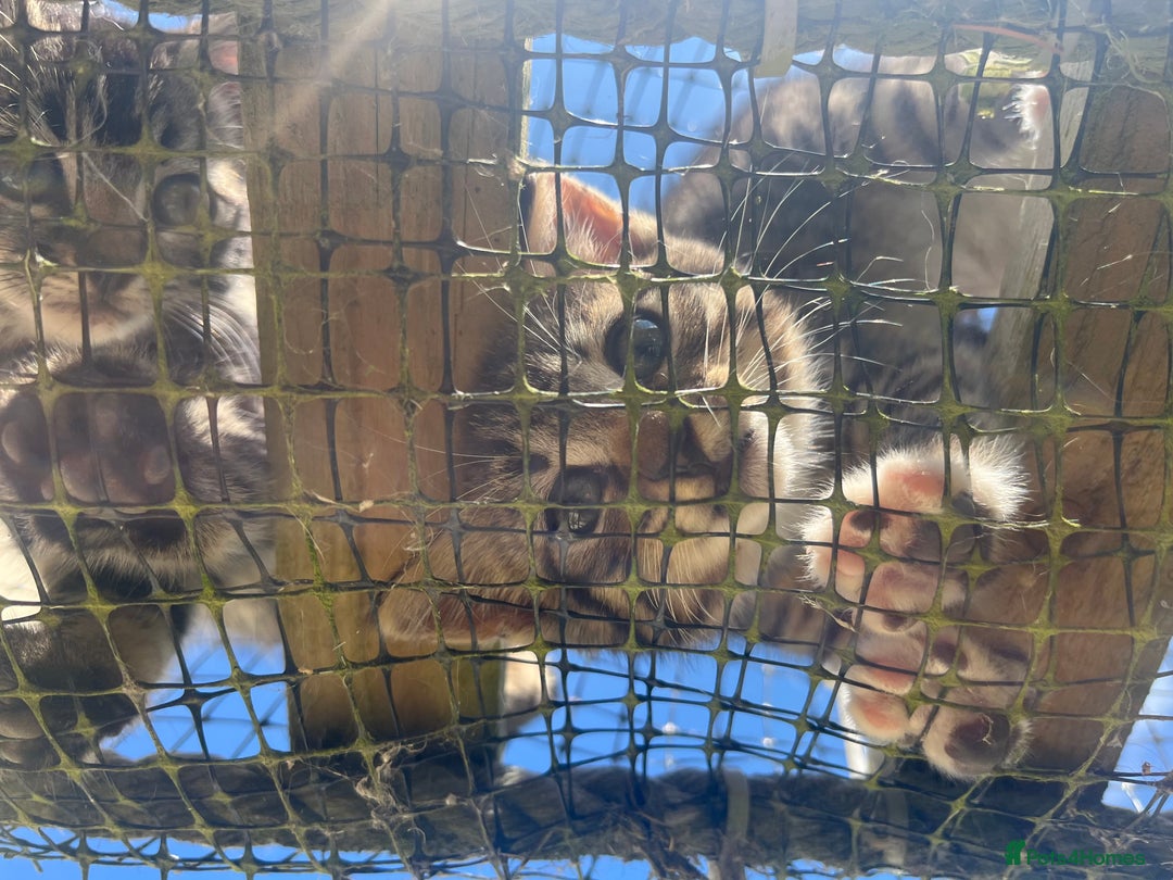 Bengal cats for sale: Bengal babies  - Image 25