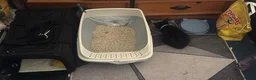 Mixed Breed cats for sale: Male kitten  in Tipton - Advert 7
