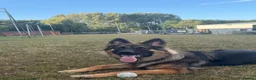 German Shepherd dogs for sale: Pure bred German Shepherd  - Advert 2