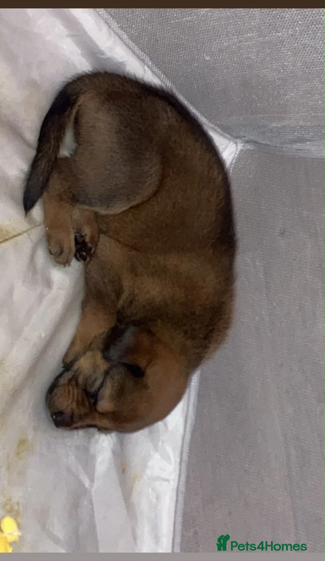 Mixed Breed dogs for sale: 6 Cane Corso x puppies  in Barking - Advert 2