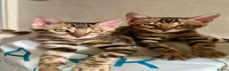 Bengal cats for sale: 1 female pure bengal kitten left !!!! - Advert 5
