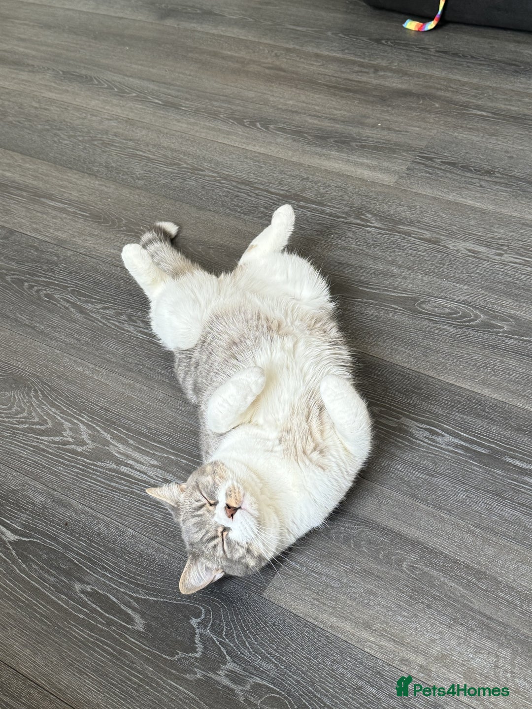 British Shorthair cats for sale: Male british shorthair 2.5 years old indoor only - Advert 10